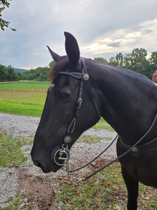 Wolfe Equine Services, PLLC Picture 1