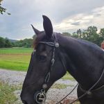 Wolfe Equine Services, PLLC