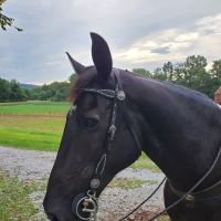 Wolfe Equine Services, PLLC ico