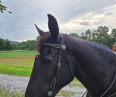 Wolfe Equine Services, PLLC