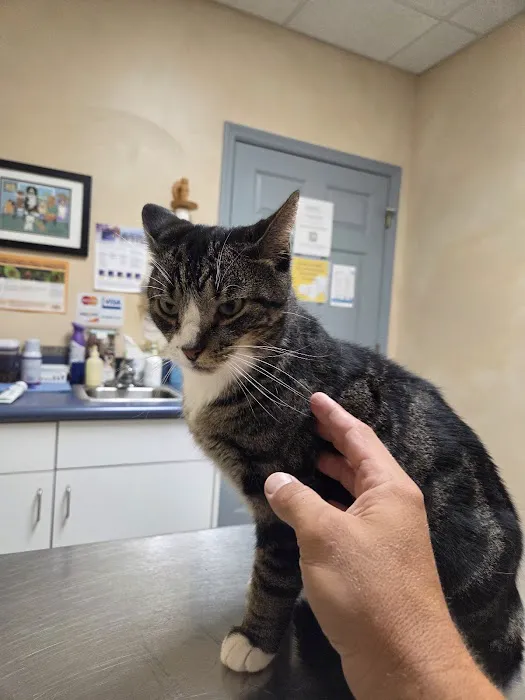 Bright Veterinary Clinic Picture 8