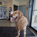 Bright Veterinary Clinic