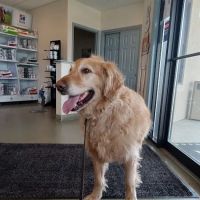 Bright Veterinary Clinic ico