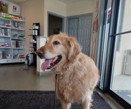 Bright Veterinary Clinic