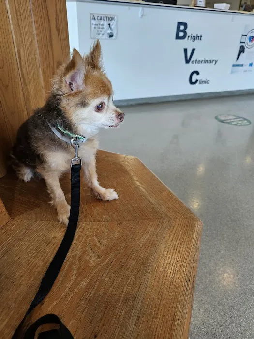Bright Veterinary Clinic Picture 6