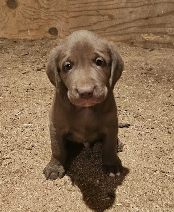 Roe-Burke Veterinary Services Picture 4