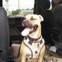 Roe-Burke Veterinary Services ico