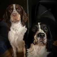 Elizabethtown Animal Hospital Inc ico