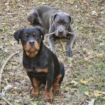 Yates Benjamin a DVM