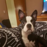Howell Jodi DVM ico