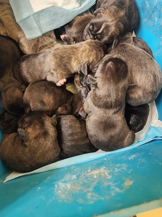 Brownstown Animal Hospital: Burdorf Kristin DVM Picture 10