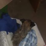 Brownstown Animal Hospital: Burdorf Kristin DVM