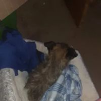 Brownstown Animal Hospital: Burdorf Kristin DVM ico