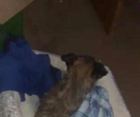 Brownstown Animal Hospital: Burdorf Kristin DVM