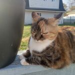 Columbus Veterinary Services
