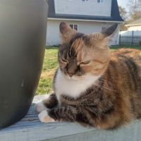 Columbus Veterinary Services ico