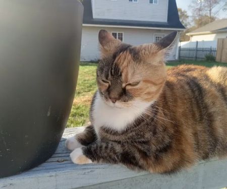 Columbus Veterinary Services