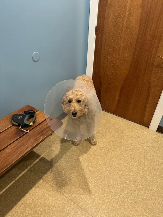 Columbus Veterinary Services Picture 3