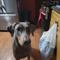 Moore's Animal Care Clinic ico