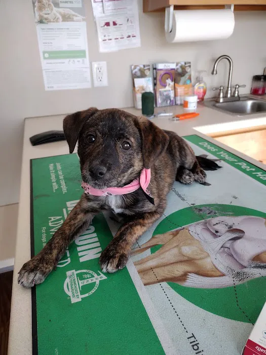 Orange County Animal Clinic Picture 9