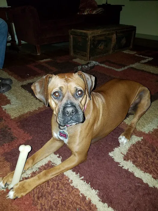 Orange County Animal Clinic Picture 5