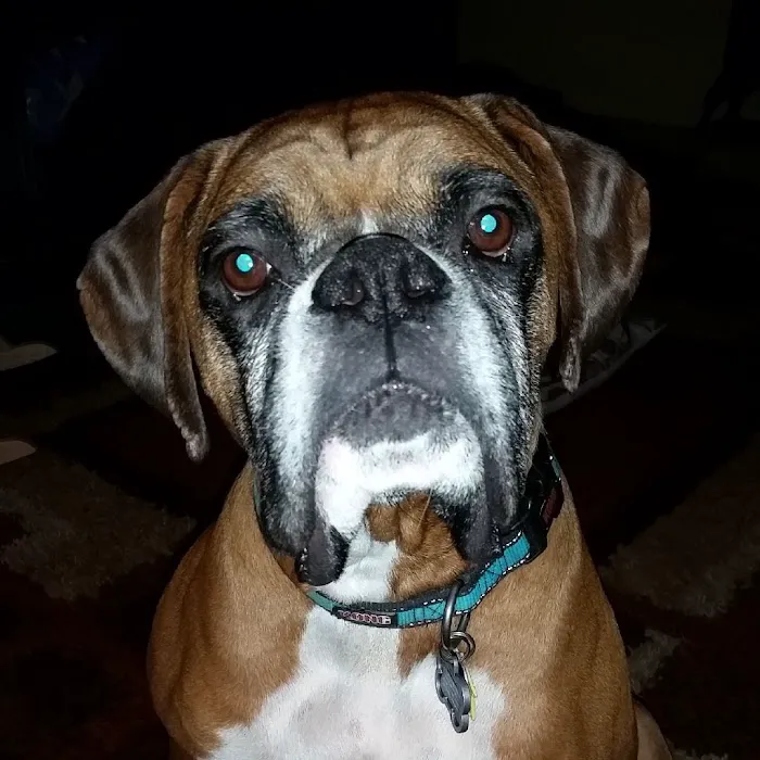 Orange County Animal Clinic Picture 8