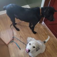 Orange County Animal Clinic ico