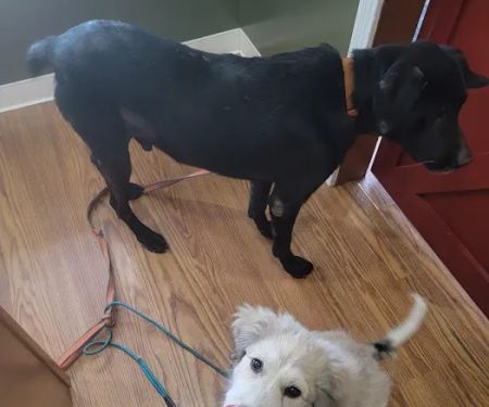 Orange County Animal Clinic