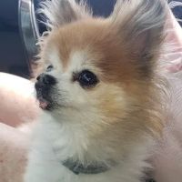 Kirk Veterinary Service ico