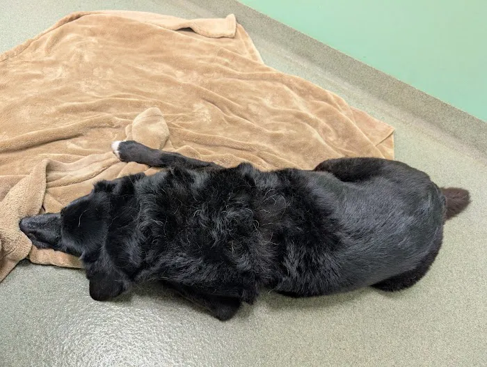 Athens Animal Clinic Picture 7