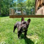 Athens Animal Clinic