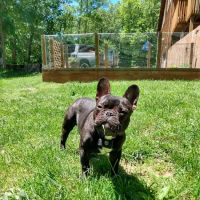 Athens Animal Clinic ico