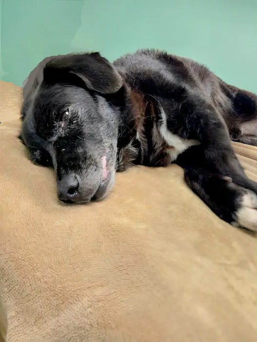 Athens Animal Clinic Picture 4
