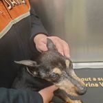 Columbus Animal Hospital