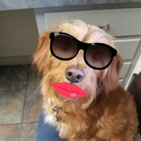 Northside Hope Veterinary Clinic ico