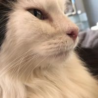 Hope Veterinary Clinic West ico