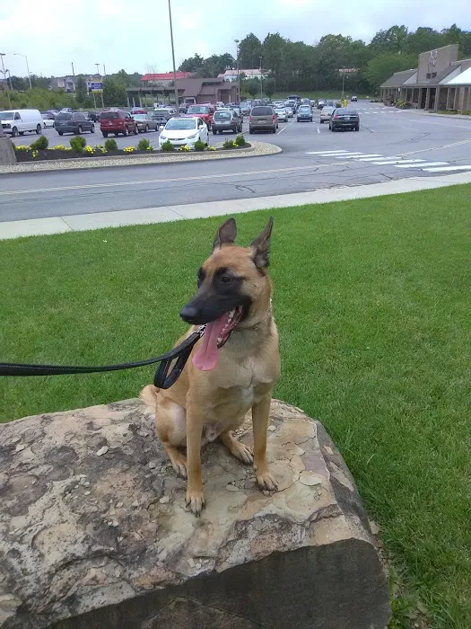 Hope Veterinary Clinic West Picture 3