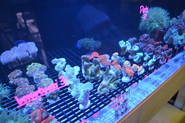 Premium Aquatics Picture 5