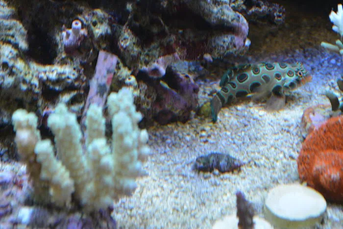 Premium Aquatics Picture 2