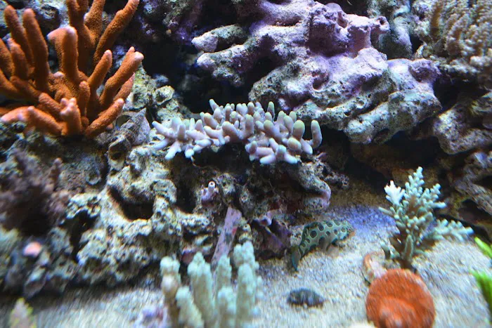 Premium Aquatics Picture 9
