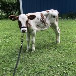 Crosby Veterinary Supplies