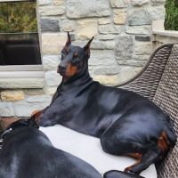 Animal Medical Hospital LLP ico