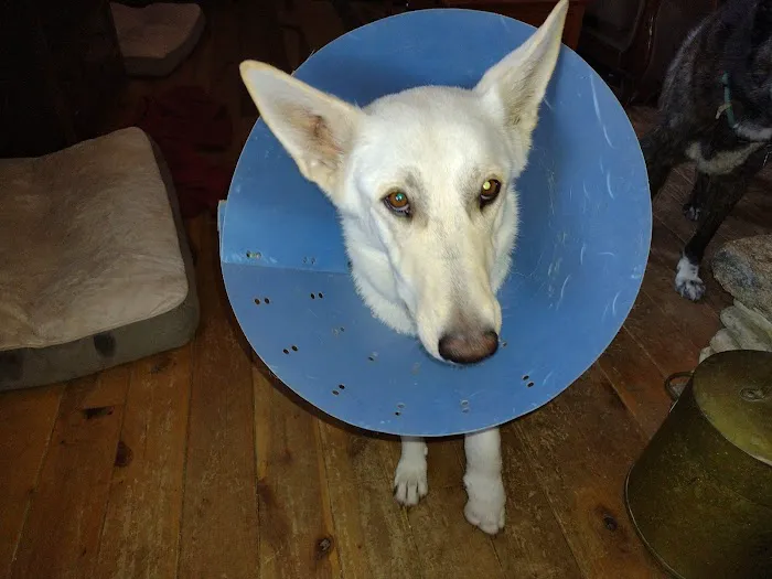 Animal Medical Hospital LLP Picture 2