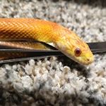 Greensburg Veterinary Clinic