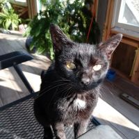 Licking Valley Veterinary Services ico
