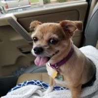 Bach Veterinary Clinic ico