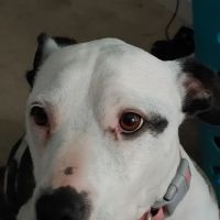 NKY Animal Care Center ico
