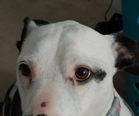 NKY Animal Care Center