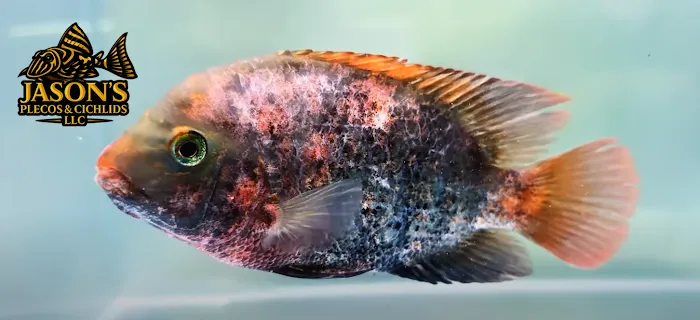 Jason's Plecos & Cichlids LLC Picture 7