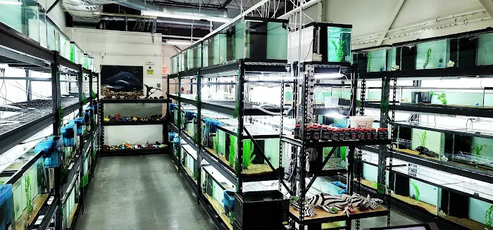 Jason's Plecos & Cichlids LLC Picture 8